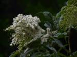 : - Schizonotus aitchisonii