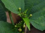 : - Baliospermum solanifolium