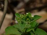 : - Rauvolfia tetraphylla