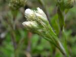 : - Antennaria neglecta