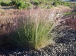 : - Aristida purpurea