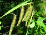 : - Carex crinita