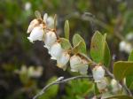 Torfgränke - Chamaedaphne calyculata