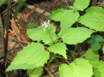 Alpen-Hexenkraut - Circaea alpina