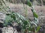 Orientalischer Ackerkohl - Conringia orientalis