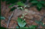 :-Neottia convallarioides