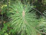 Amerikanische Rot-Kiefer-Pinus resinosa