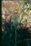 Grünes Breitkölbchen - Dactylorhiza viridis