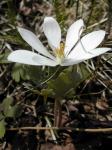Kanadische Blutwurz - Sanguinaria canadensis