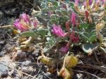 : - Astragalus chamaeleuce