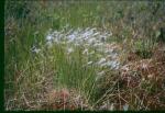 Alpen-Rasenbinse - Trichophorum alpinum