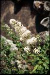 Weißer Spierstrauch - Spiraea alba