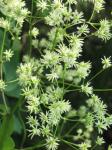 : - Thalictrum dasycarpum