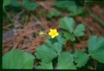 Golderdbeere - Waldsteinia fragarioides