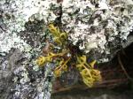 :-Asplenium aethiopicum