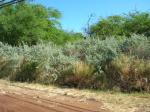 : - Atriplex lentiformis