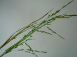 : - Ehrharta erecta