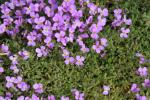 Griechisches Blaukissen - Aubrieta deltoidea