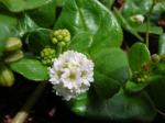 Punarnava - Boerhavia repens