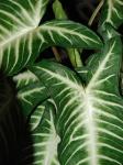 Weißes Venenpfeilblatt - Caladium lindenii