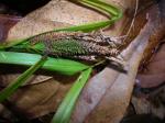 :-Carex alligata
