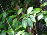 : - Cinnamomum burmannii