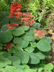: - Clerodendrum speciosissimum