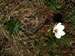 : - Anemone crassifolia