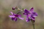 : - Arthropodium minus