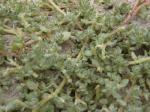Obione billardierei - Atriplex billardierei
