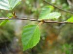 Wohlriechende Birke - Betula pubescens var. glabrata