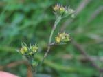 Salz-Hasenohr - Bupleurum tenuissimum