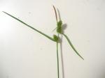 Späte Gelb-Segge - Carex viridula