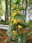 : - Lamium galeobdolon subsp. galeobdolon
