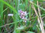 Strand-Milchkraut - Glaux maritima