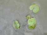 Europäischer Froschbiss - Hydrocharis morsus-ranae