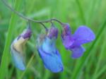 Sumpf-Platterbse - Lathyrus palustris