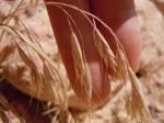 Japanische Trespe-Bromus japonicus