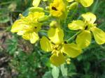 Raps - Brassica napus