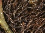 Spreizblättriges Kleinkopfsprossmoos - Cephaloziella divaricata