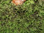 : - Isothecium myosuroides