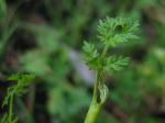 Sumpf-Haarstrang - Peucedanum palustre