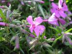 Polster-Phlox - Phlox subulata