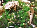 Schönes Widertonmoos - Polytrichastrum formosum