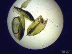 : - Pterygoneurum ovatum