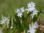 Puschkinie - Puschkinia scilloides