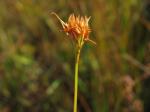 Weißes Schnabelried - Rhynchospora alba