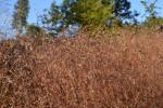 Draht-Schmiele - Deschampsia flexuosa