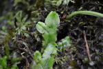 Kegelkopfmoos - Conocephalum conicum