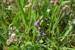 Baltischer Feld-Enzian - Gentianella campestris subsp. baltica